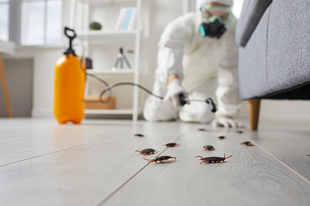 Post-Treatment Bed Bug Interceptor Monitoring in South Willard